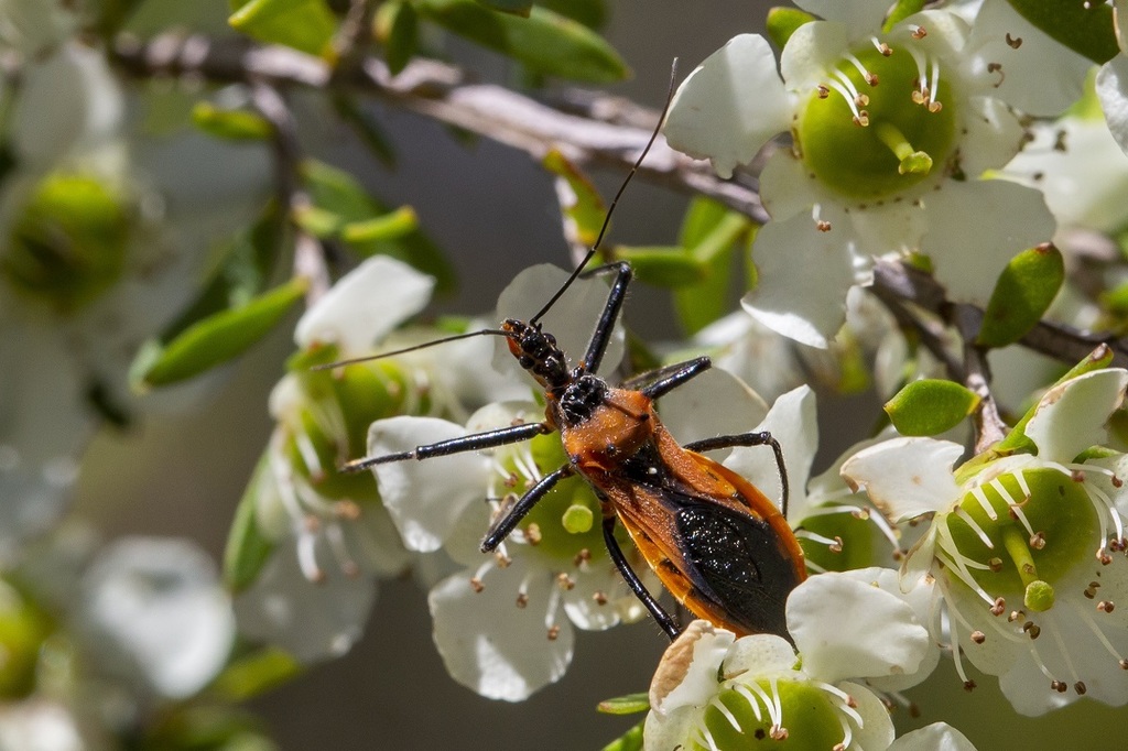 Orange Assassin Bug