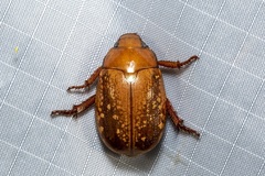 Anoplognathus concolor