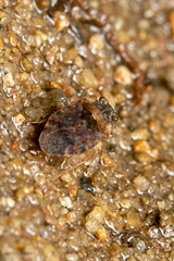 Ochteridae