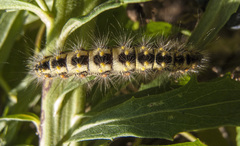 Acronicta euphorbiae