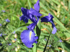 Iris latifolia