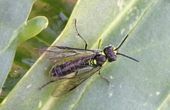 Tenthredo mesomela