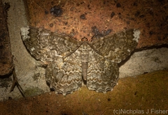 Amblychia subrubida