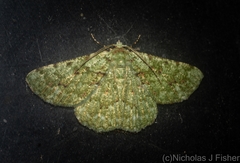 Aeolochroma viridicata