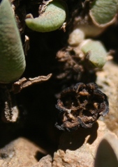 Antimima peersii
