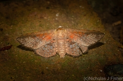 Canaea semitessellalis