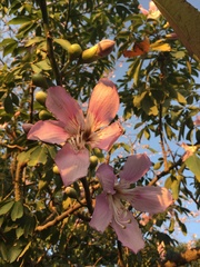 Ceiba pubiflora