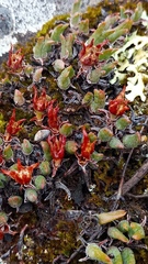Antimima peersii