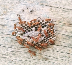 Ropalidia marginata marginata