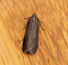 Dichomeris purpureofusca