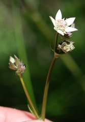 Alepidea delicatula