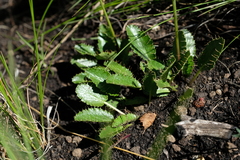 Alepidea delicatula