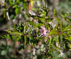 Rubus ludwigii