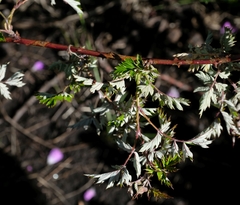 Rubus ludwigii