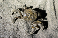 Trichodactylidae