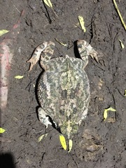 Rhinella mirandaribeiroi