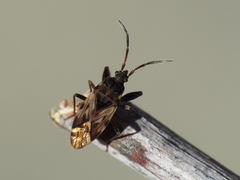 Scolopostethus decoratus