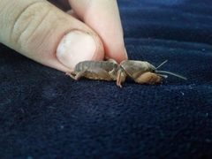 Gryllotalpa gryllotalpa