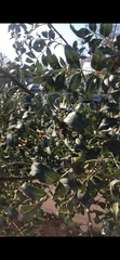 Magnoliopsida