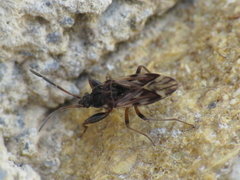 Scolopostethus decoratus
