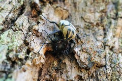 Dicronocephalus adamsi