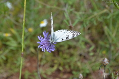 Melanargia arge