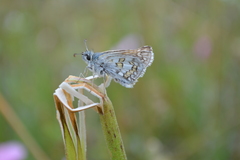 Pyrgus sidae