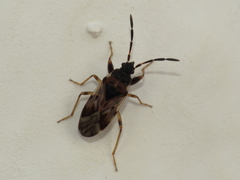 Scolopostethus decoratus