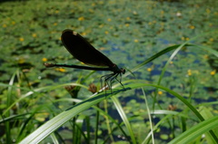 Calopteryx japonica