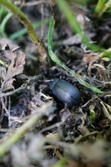 Heterotarsus carinula
