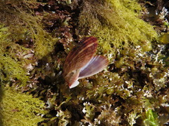 Chlamys hastata