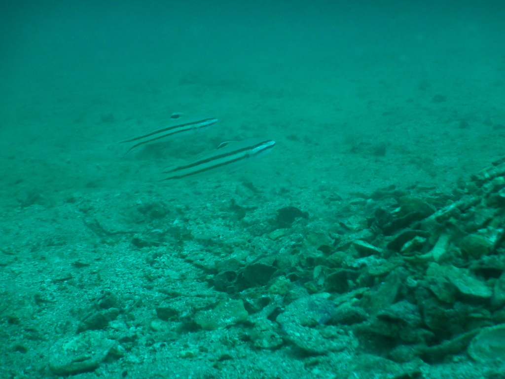 Twostripe goby