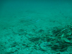 Valenciennea helsdingenii