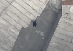 Hipposideros armiger terasensis