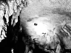 Hipposideros armiger terasensis