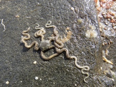 Amphiodia occidentalis