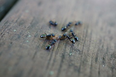 Dolichoderus sibiricus