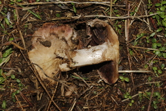 Agaricus aridicola