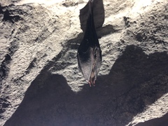 Rhinolophus formosae