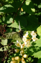 Parnassius stubbendorfii