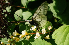 Parnassius stubbendorfii