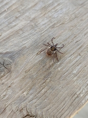 Ixodes acutitarsus