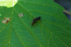 Oedemera amurensis