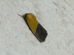 Ponometia semiflava