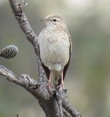 Anthus vaalensis