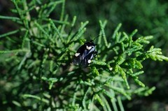 Deraeocoris sanghonami