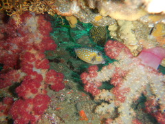 Ostracion immaculatum