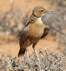 Chersomanes albofasciata garrula
