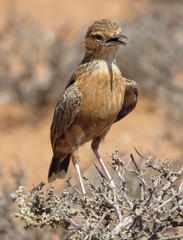 Chersomanes albofasciata garrula