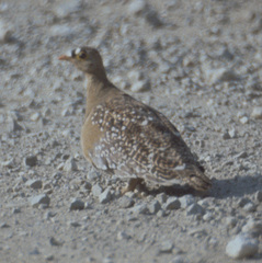 Pterocles bicinctus